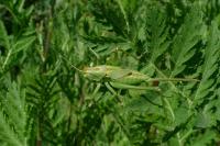 Grande Sauterelle verte