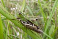 Stenobothrus lineatus