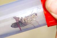 Calliptamus italicus