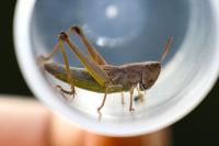 Pseudochorthippus parallelus