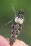 Tetrix ceperoi