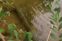 Esox lucius