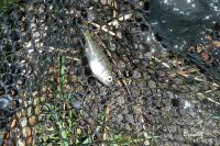 Lepomis gibbosus