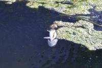 Esox lucius