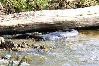 Silurus glanis