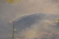 Cyprinus carpio