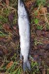 Esox lucius