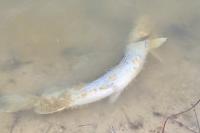 Esox lucius
