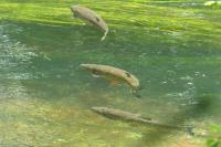Squalius cephalus