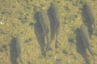 Squalius cephalus