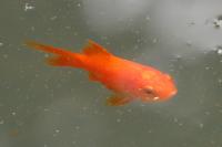 Carassius auratus