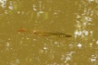 Scardinius erythrophthalmus