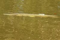 Brochet