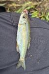Alburnus alburnus