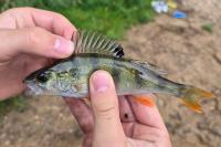 Perca fluviatilis