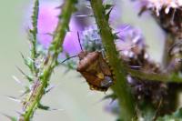 Carpocoris purpureipennis