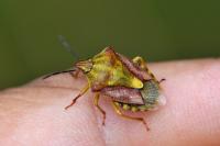 Carpocoris purpureipennis