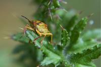 Carpocoris purpureipennis