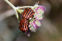 Graphosoma italicum