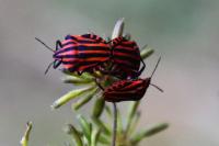 Graphosoma italicum