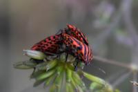 Graphosoma italicum