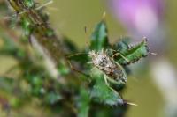 Stictopleurus punctatonervosus