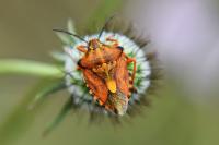 Carpocoris purpureipennis