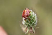 Carpocoris purpureipennis