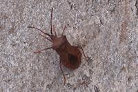 Coreus marginatus