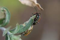 Eurydema ornata