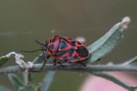 Eurydema ornata
