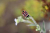 Eurydema ornata
