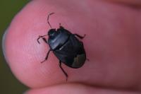 Sehirus