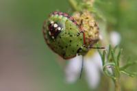 Nezara viridula