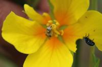 Lygus pratensis