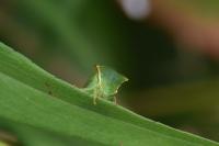 Stictocephala alta