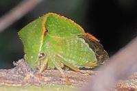 Stictocephala alta