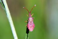 Haploprocta sulcicornis