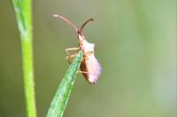 Haploprocta sulcicornis