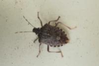 Halyomorpha halys