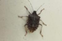 Halyomorpha halys