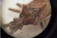 Coriomeris denticulatus