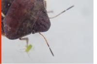 Eurygaster maura