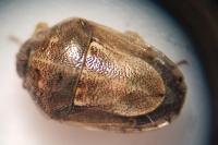 Neottiglossa leporina