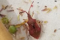 Haploprocta sulcicornis