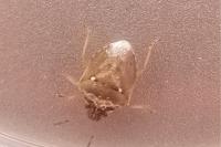 Eysarcoris ventralis