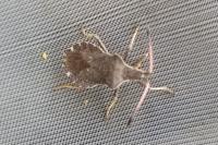 Enoplops scapha