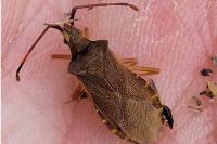 Gonocerus acuteangulatus