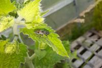 Heterogaster cathariae