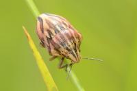 Odontotarsus purpureolineatus